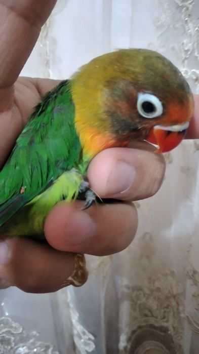 Ruchnoy popugay nerazluchnik