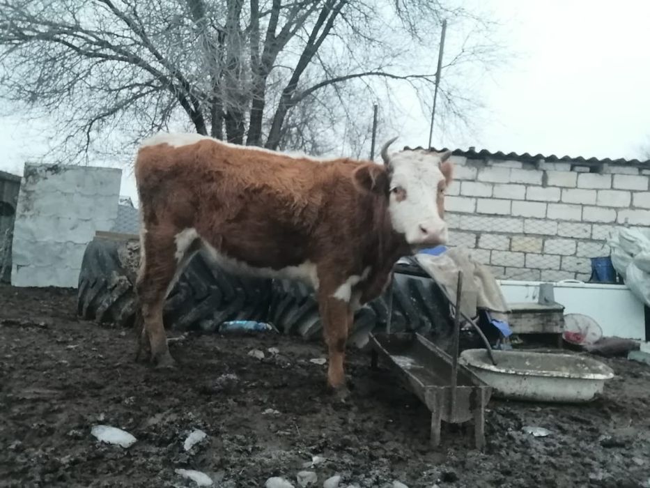 Сатылады кунажын