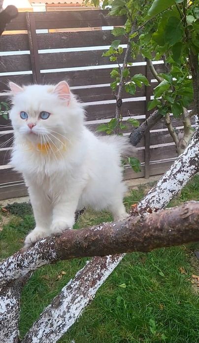 Fetita British longhair cu ochi albastri superba - pedigree, teste genetice negative