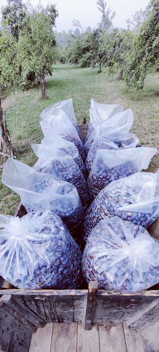 Vand prune pt tuica