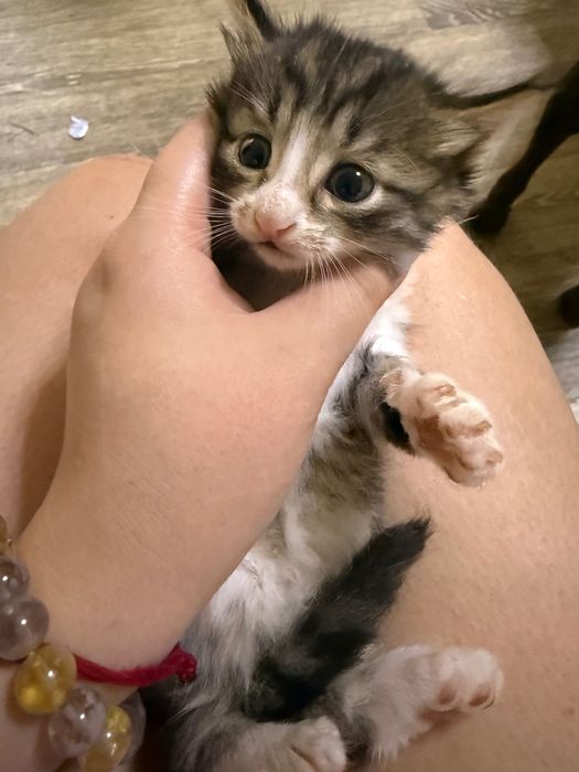 Отдаю котят в добрые руки