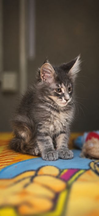 Котята мейн-кун — пушистые малыши