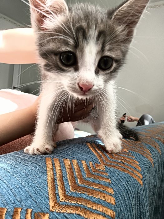 Отдам в хорошие руки