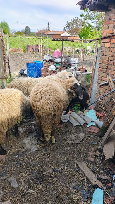 Продавам 2бр КОЧОВЕ