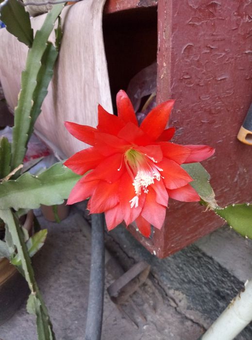 Кактус  Акермана