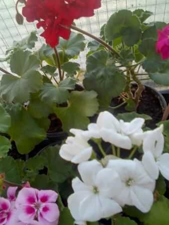 Мушкато Сакъзи и Кралско мушкато