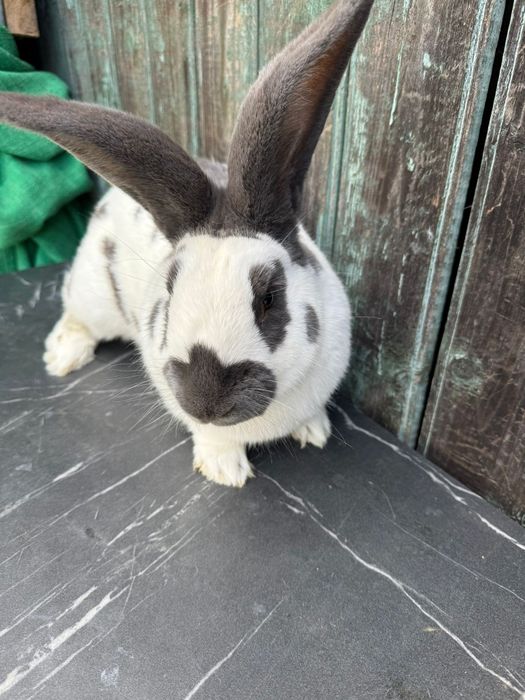 Iepuri urias german si fluture german