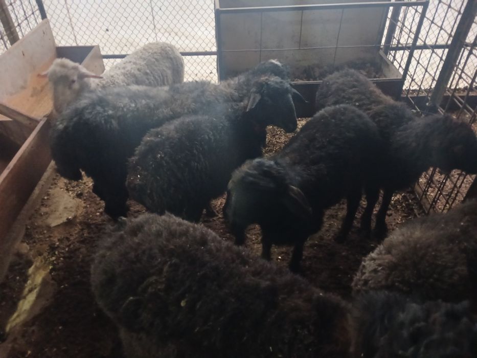 Кой Токтылар сатлады.