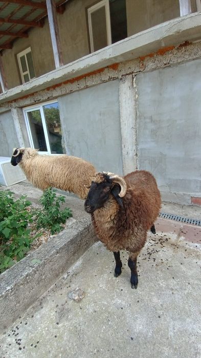 De vanzare doi berbecuti