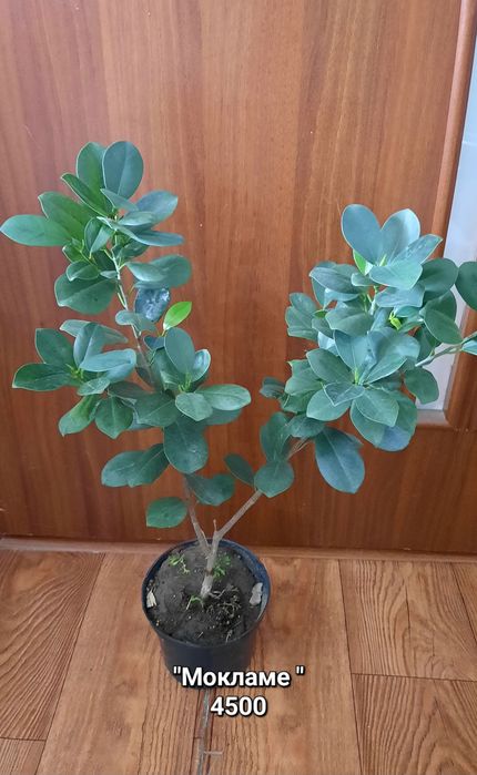 Фикусы.  различных сортов.