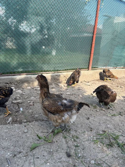 Gaini si cocosi araucana