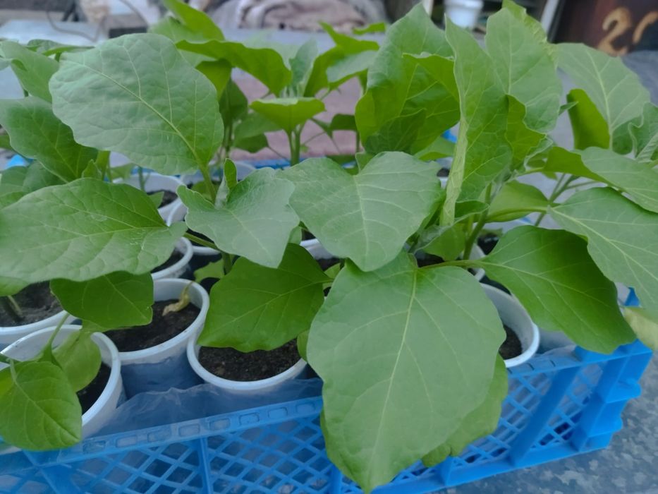 Продам рассаду овощей