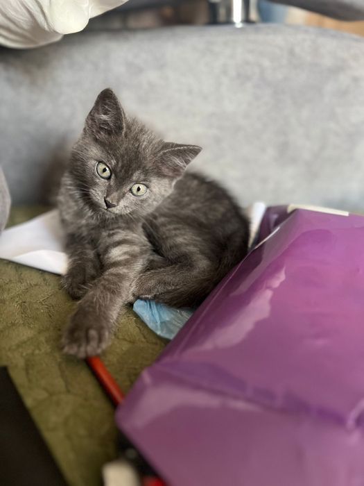 Отдам котенка мальчика