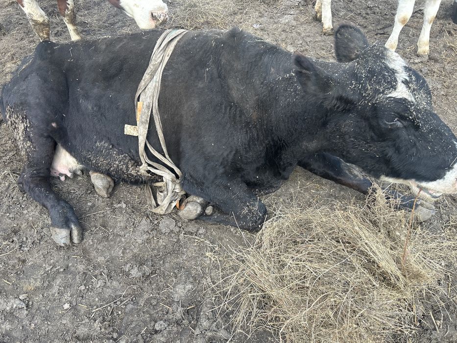 Vand vaca  pentru de abator.