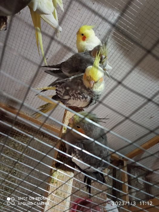 Продаются молодые кореллы