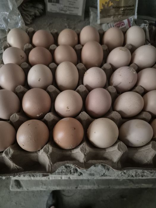 яйца  брама чёрный алмаз