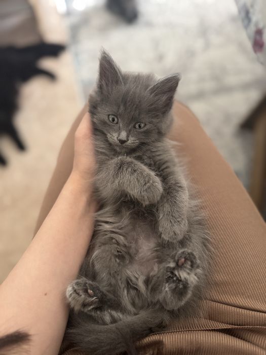 отдам котят бесплатно