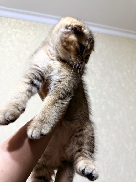 золотая шиншилла скоттиш фолд