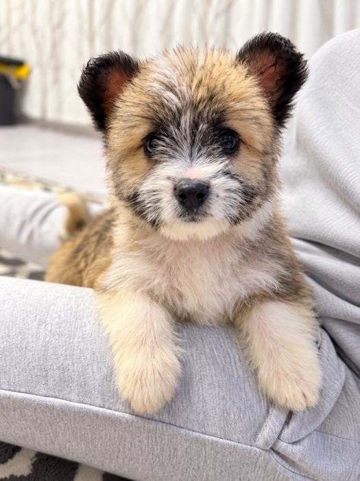 Pui de Bichon Havanez