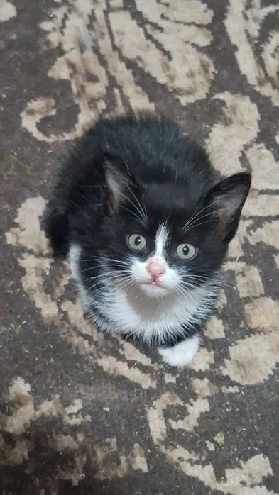 Котята  г шымкент