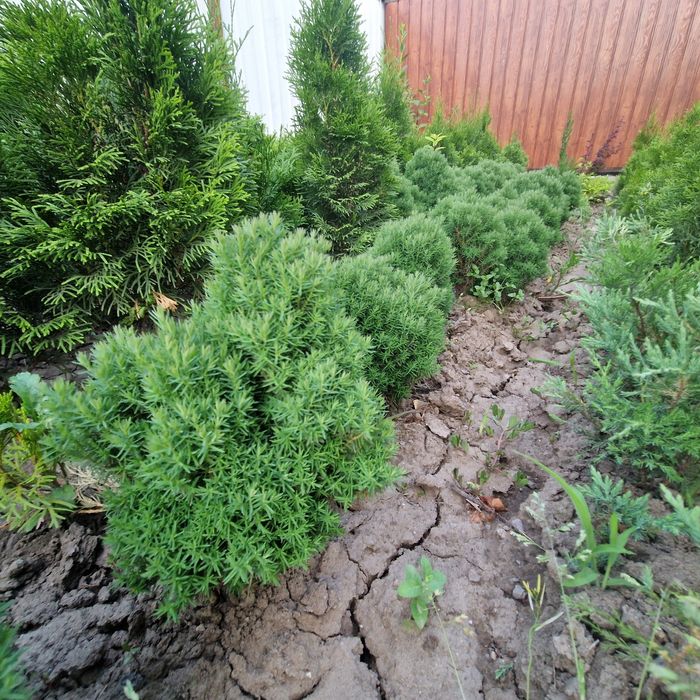 Озелини свой двор