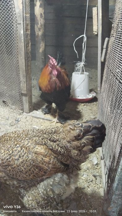 Поместный брама .