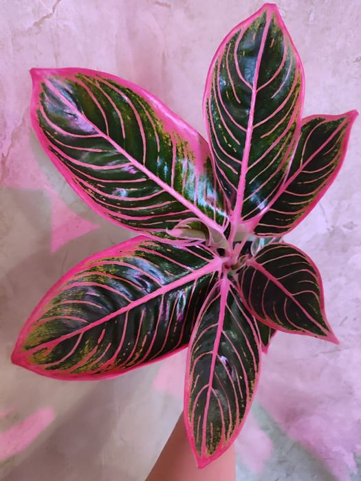 Аглаонемы разных сортов