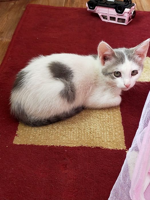 Отдам даром кота