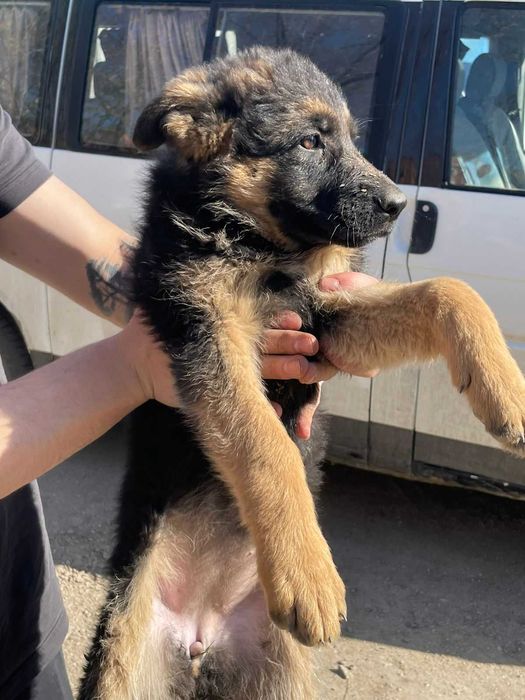 В продаже щенята Немецкой Овчарки