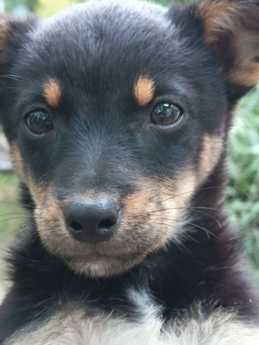 Cățeluse  gratis adopție