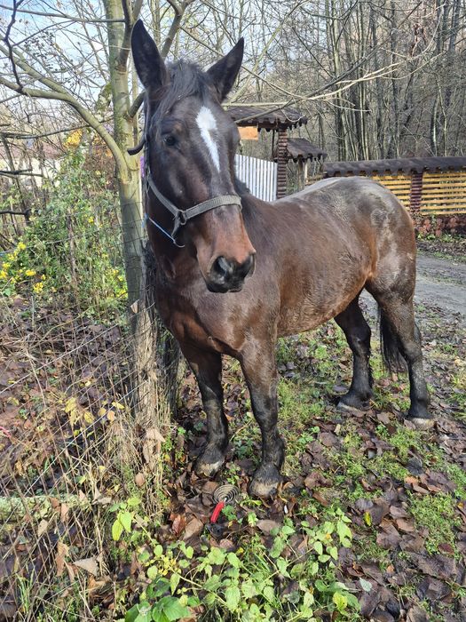 Vand carlan de 3 ani mai multe detali la tel