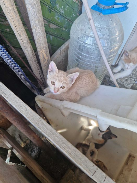 Бездомни котенца