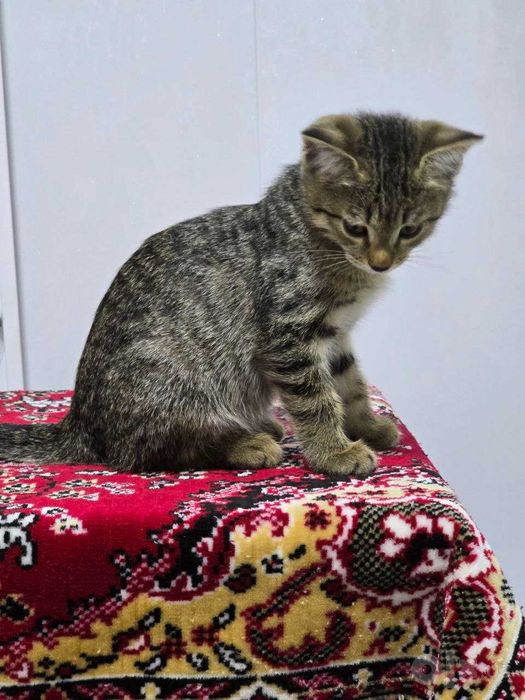 Котенок 3 месяца
