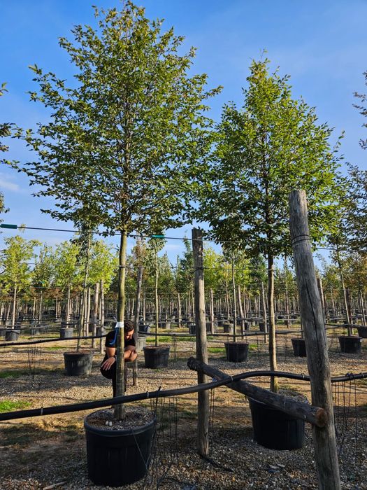 Carpinus piramidal cub toate dimensiunile