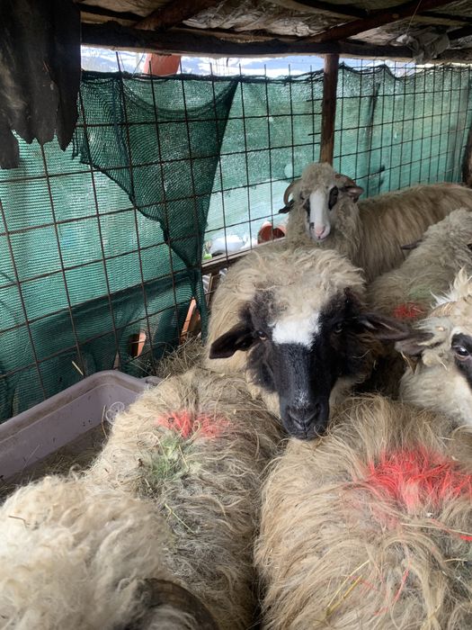 Oi de vânzare,oile sunt tienre cu miei