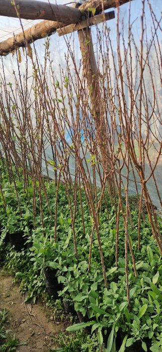 Саженцы в горшочке