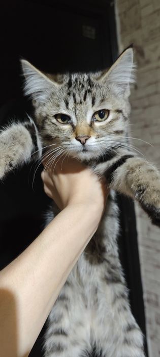Отдам даром котёнка девочка