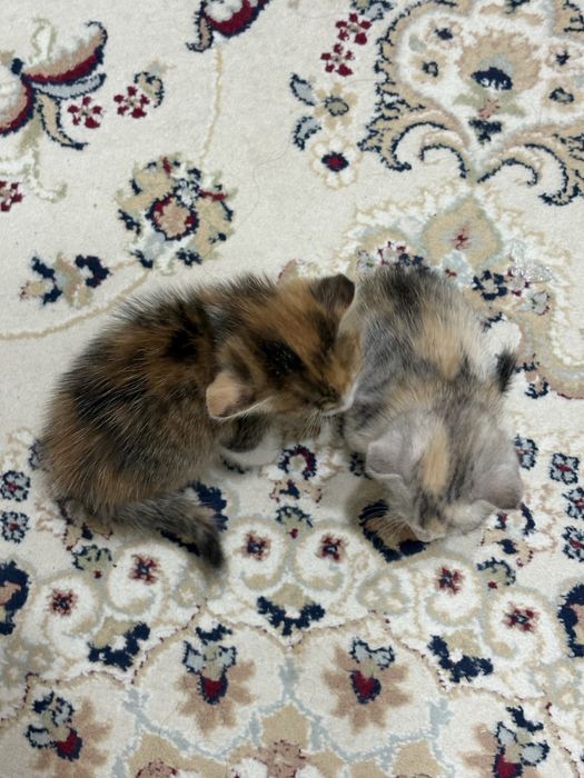 Котенок мысык маргау