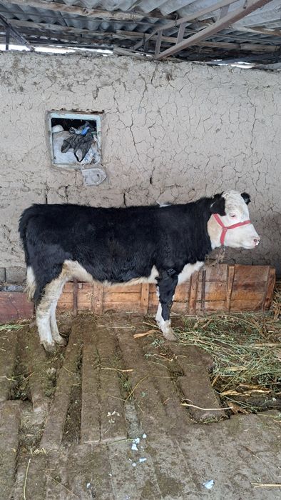 Гибрид Симментал гунажин