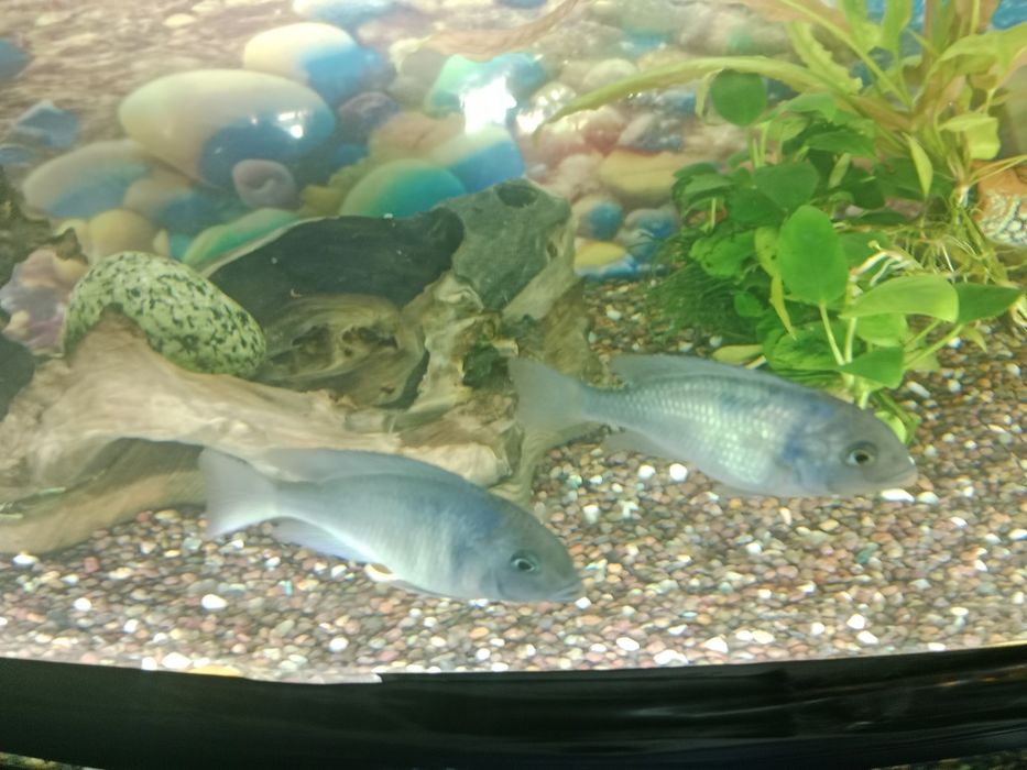 Голубой дельфин рыбка