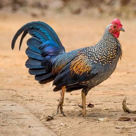 Fazani si pasari exotice