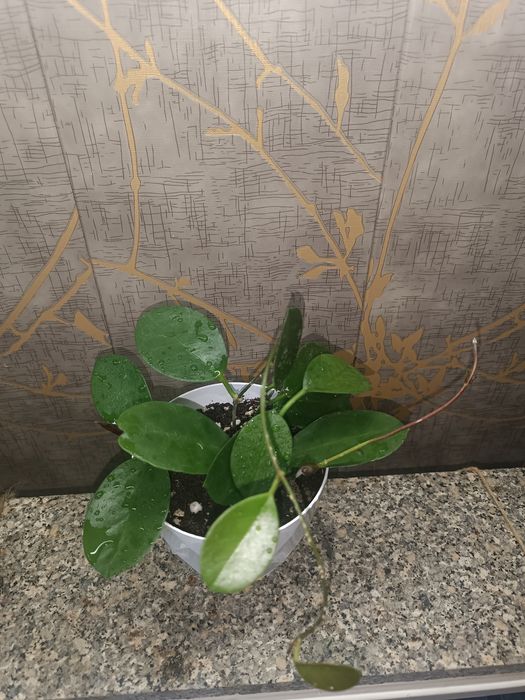 Цветок хойя , асал томчи гул