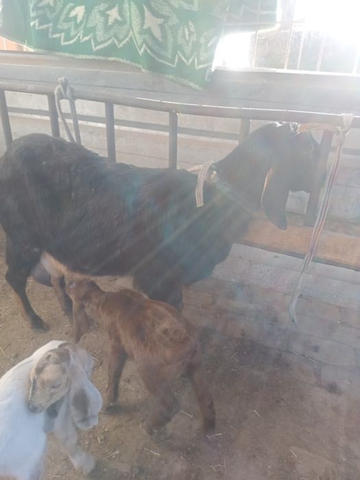 Коза с козлятами