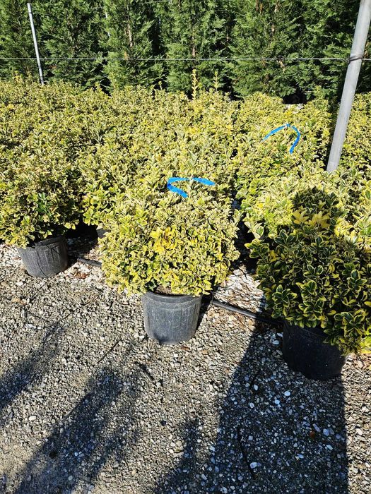 Maslin  secular  olive