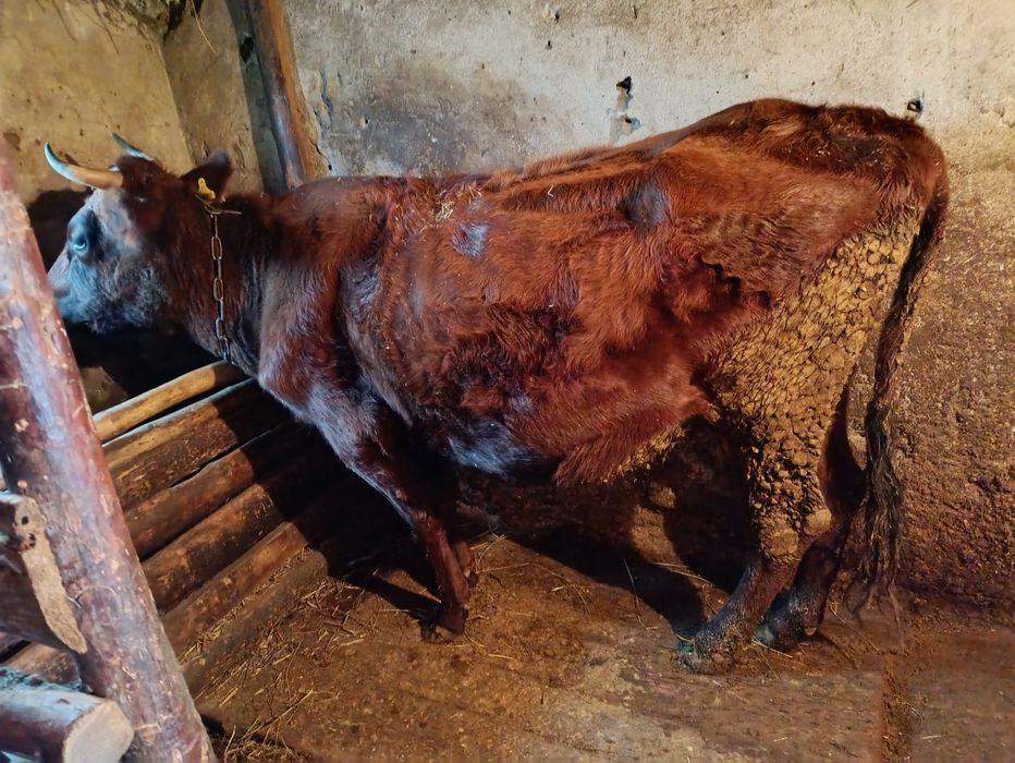 продам корову живьем, корова стельная