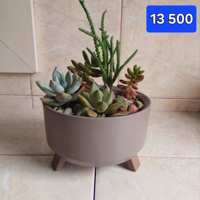 Цветы в горшках Суккуленты