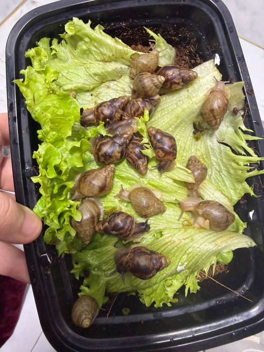 Ulitka sotiladi parodasi bzlmagan