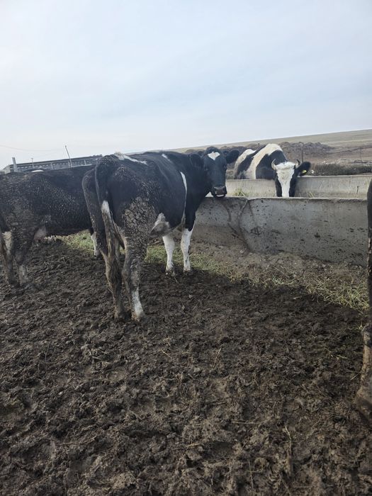 Буаз сиир корова