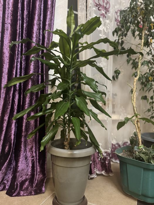 Комнатные растения цветы