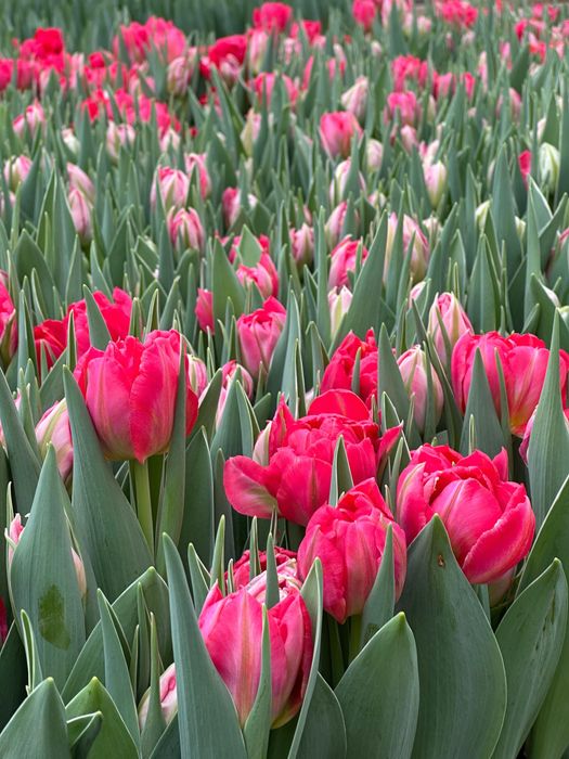 Тюльпаны премиум качества